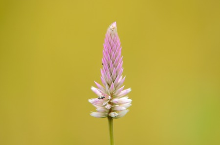 Close view of purple wild flower over blur yellow backgroundの写真素材
