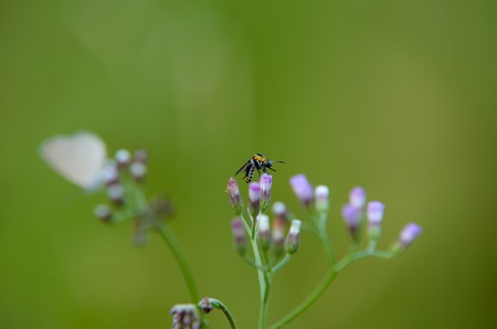 Colorful insect on flower with blurred butterfly image and green backgroundの写真素材