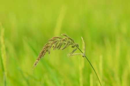 Close up of rice weeds in paddy fieldの写真素材