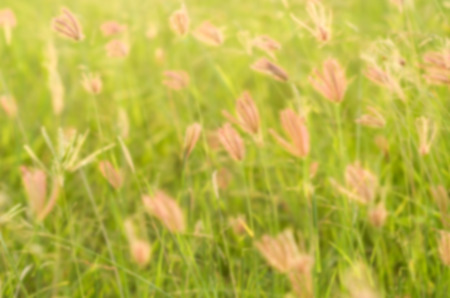 Blurred Beautiful background wild grass flowerの写真素材