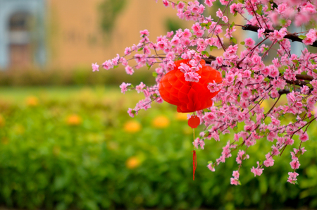 Close view of plastic pink sakura flower on wooden tree with chinese red lantern and soft backgroundの写真素材