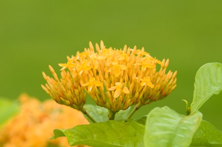 Yellow Ixora flower with soft focus backgroundの写真素材