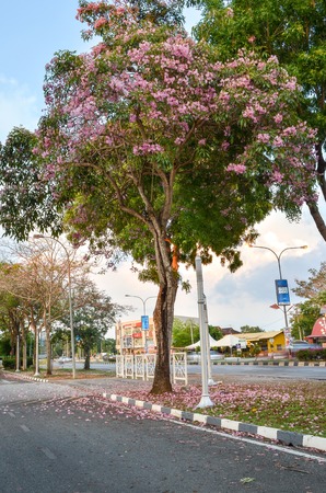 Tecoma Flower bloom beautifully until it has been called Sakura Malaysiaのeditorial素材