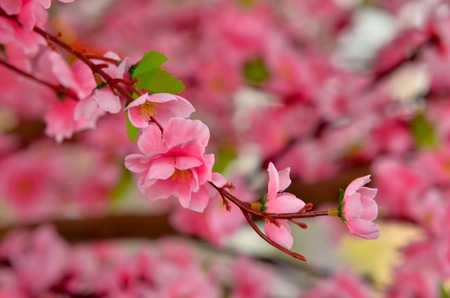 Close view of plastic pink sakura flower on wooden tree with soft backgroundの写真素材