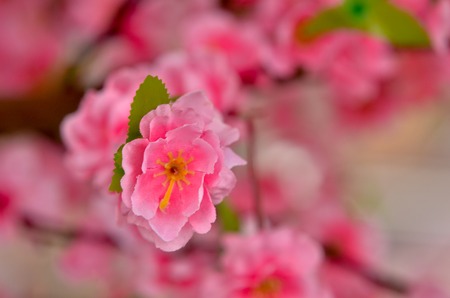 Close view of plastic pink sakura flower on wooden tree with soft backgroundの写真素材