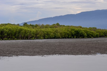 Mangrove view from seaの写真素材