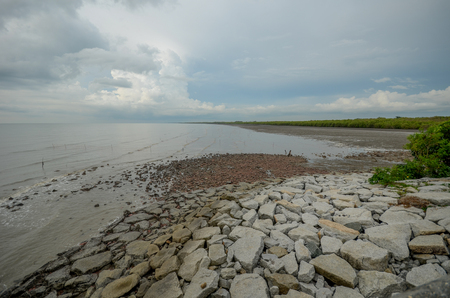 Mangrove view from seaの写真素材