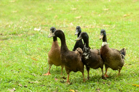 Group of duck at animal farmの写真素材