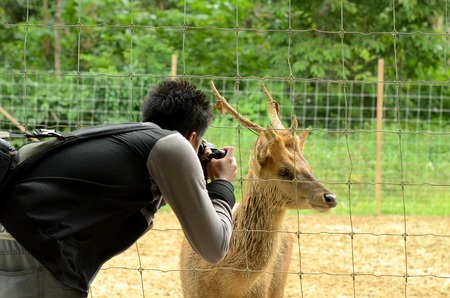 A man photographing Deer in zoo or wildlife parkの写真素材