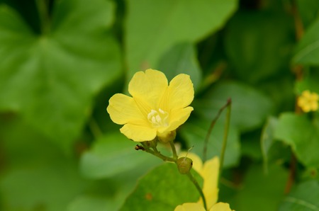 Yellow flower with green leaves background