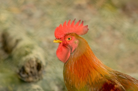 Close up of rooster headの写真素材