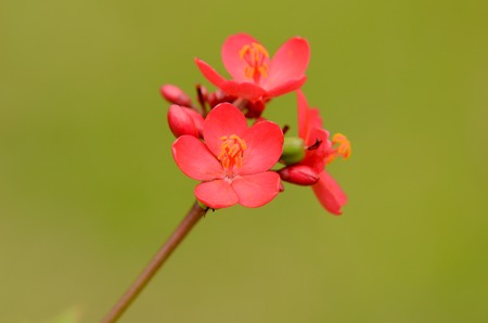 Red flower with nature green backgroundの写真素材