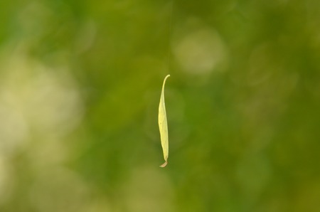 Leaf hanging on air by spider web with soft nature backgroundの写真素材