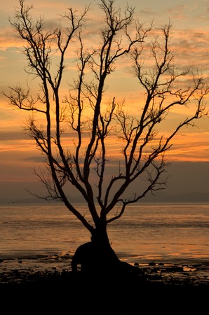 Silhouette tree at sea shore over sunsetの写真素材