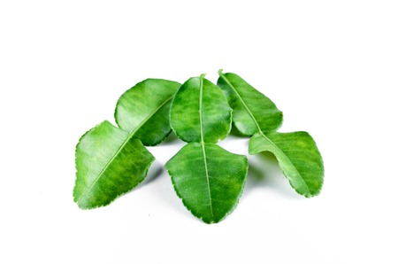 Kaffir Lime or Bergamot over white background