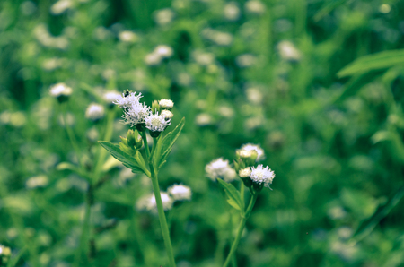 Beautiful white wild flowerの写真素材