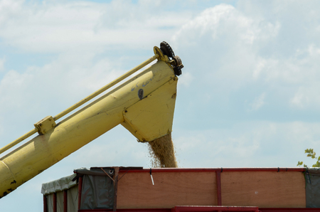 Raw paddy rice transferred into lorry to factoryの写真素材