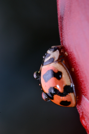 Orange ladybug on flowerの写真素材