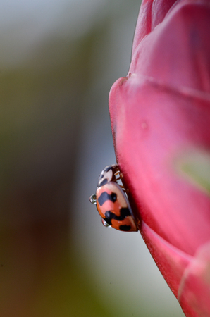 Orange ladybug on flower