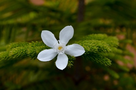 White tropical flower