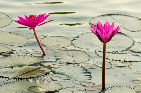 Close view of lotus flower and plant in lake in a morningの写真素材