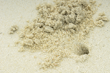 Crab Hole on beach sandの写真素材