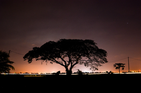 Nightscape with big treeの写真素材