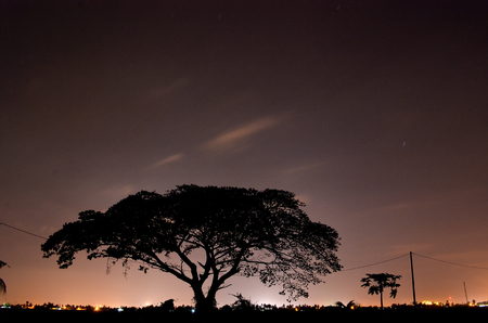 Nightscape with big treeの写真素材