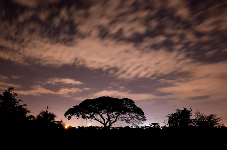 Nightscape with big treeの写真素材
