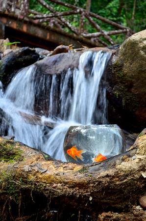 Glass jar with golden fish at waterfall as background.の写真素材