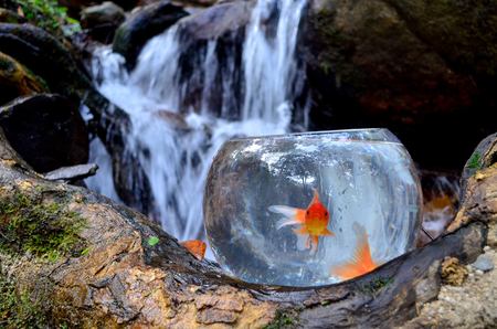 Nature Concept - Glass jar with golden fish at waterfall as background. Concept of life, natural habitat and humanの写真素材