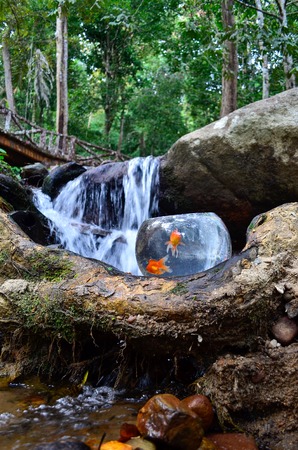 Nature Concept - Glass jar with golden fish at waterfall as background. Concept of life, natural habitat and humanの写真素材