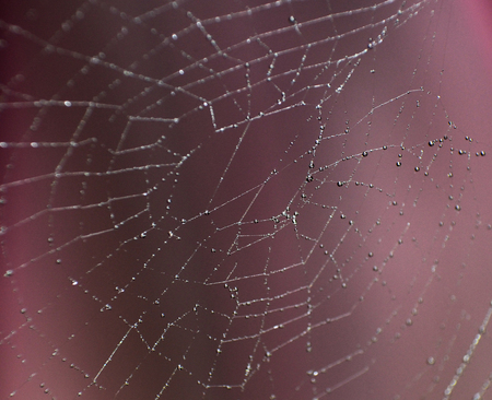 Spider web with dew dropの写真素材