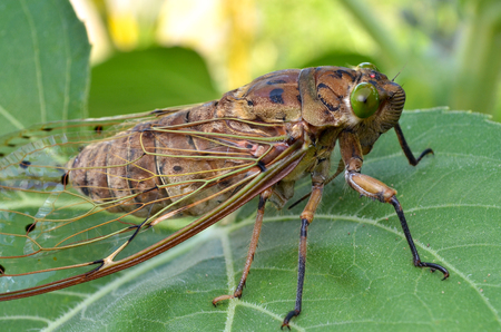 Close view of cicada insectの写真素材