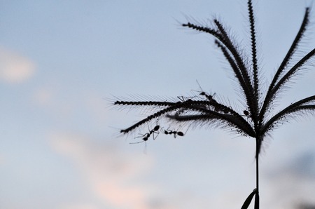 Red ant on flowerの写真素材