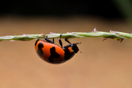 Ladybug on leavesの写真素材