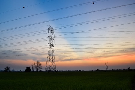 Powerline at sunset over paddy field