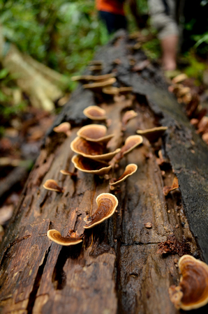 Fungi on dead tree in jungleの写真素材