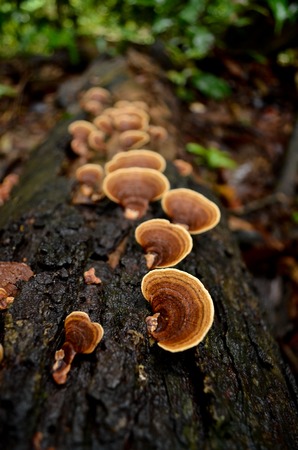 Fungi on dead tree in jungle