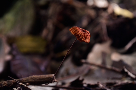 Fungi in forest