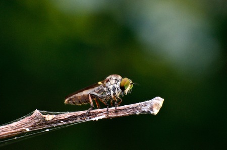 Robberflyの写真素材