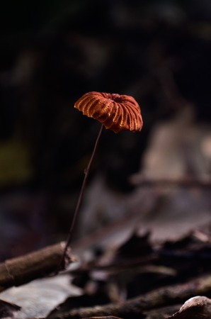 Fungi in forestの写真素材