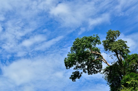 Tualang tree with many bee hiveの写真素材