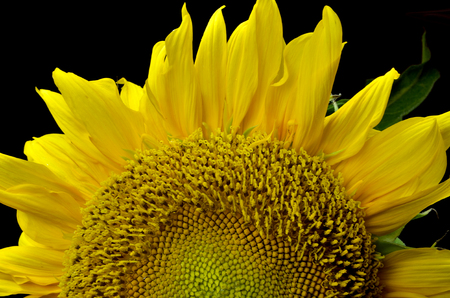 Sunflower at nightの写真素材