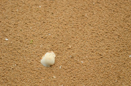 White shell on beach sandの写真素材