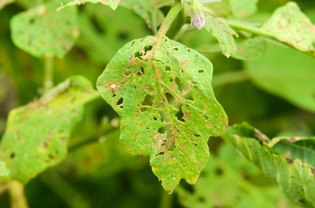 Purple eggplant organic agricultural attacked by pestの写真素材