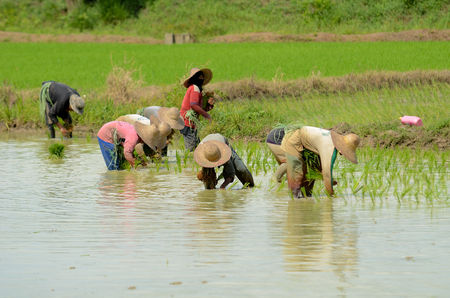 Kedah, Malaysia - May 09, 2017: Farmer planting paddy tree in paddy field to get better result of paddy instead of using machine. This is to ensure the production of the rice is in great quality.の写真素材