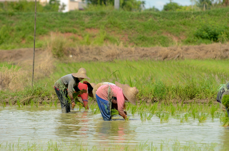 Kedah, Malaysia - May 09, 2017: Farmer planting paddy tree in paddy field to get better result of paddy instead of using machine. This is to ensure the production of the rice is in great quality.のeditorial素材