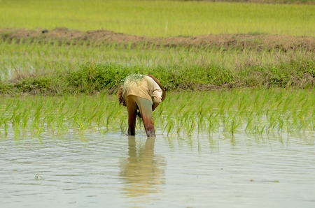 Kedah, Malaysia - May 09, 2017: Farmer planting paddy tree in paddy field to get better result of paddy instead of using machine. This is to ensure the production of the rice is in great quality.のeditorial素材
