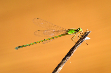 Close view of damselfly over yellow backgroundの写真素材